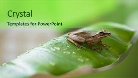  Presentation with green leaf - PPT theme with little frog on a green background and a  colored foreground