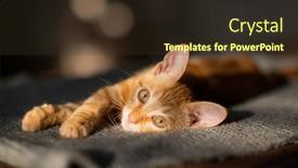  Presentation with funny animal - Colorful presentation theme enhanced with little-funny-red-kitten-sleeps backdrop and a tawny brown colored foreground