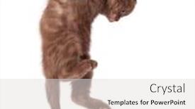  Presentation with fold - Colorful slides enhanced with little funny scottish fold kitten is hanging on the rope isolated on a white background backdrop and a light gray colored foreground