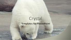  Presentation with polar bear - Slide deck with little funny white polar bear snuff background and a soft green colored foreground