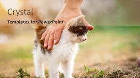  Presentation with homeless - Audience pleasing PPT layouts consisting of little furry homeless kitten pleasured by stroking backdrop and a coral colored foreground