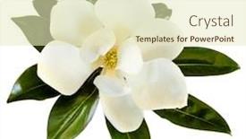  Presentation with magnolia - Cool new slide set with little-gem-magnolia-dwarf-variety backdrop and a soft green colored foreground