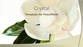  Presentation with magnolia - Presentation design enhanced with little-gem-magnolia-dwarf-variety background and a lemonade colored foreground