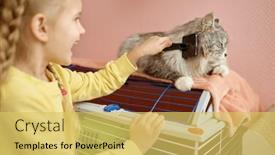  Presentation with animal shelter - Theme enhanced with little-girl-child-combing-thick background and a yellow colored foreground