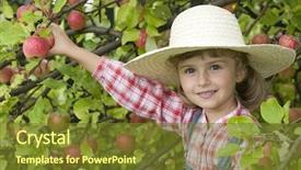 Presentation with apple - PPT theme consisting of little girl in apple orchard background and a tawny brown colored foreground