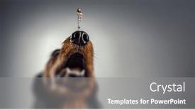  Presentation with nose - Presentation theme with little-girl-on-dog-nose background and a  colored foreground