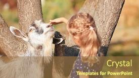  Presentation with goat farm - Audience pleasing PPT theme consisting of little girl with goat on farm backdrop and a tawny brown colored foreground