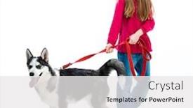  Presentation with husky - Audience pleasing presentation consisting of little girl is with her dog husky isolated on white backdrop and a white colored foreground