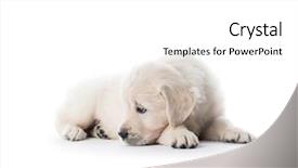  Presentation with black and gold and white - Colorful slide deck enhanced with little golden retriever puppy looking backdrop and a white colored foreground
