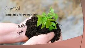  Presentation with new beginning - Audience pleasing slides consisting of little green sprout - a symbol of new life and the beginning of a case backdrop and a mint green colored foreground