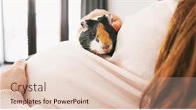  Presentation with guinea pig - Audience pleasing slide set consisting of little-guinea-pig-sitting backdrop and a lemonade colored foreground