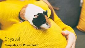  Presentation with guinea pig - Amazing presentation design having little-guinea-pig-sitting backdrop and a gold colored foreground