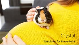  Presentation with guinea pig - PPT theme having little-guinea-pig-sitting background and a yellow colored foreground