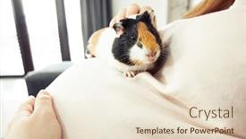  Presentation with guinea pig - Colorful PPT theme enhanced with little-guinea-pig-sitting backdrop and a lemonade colored foreground