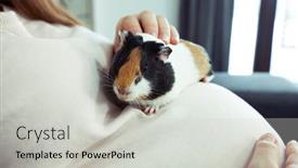  Presentation with guinea pig - Colorful presentation enhanced with little-guinea-pig-sitting backdrop and a light gray colored foreground