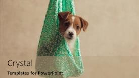  Presentation with russell - Presentation theme enhanced with little-jack-russell-terrier-dog background and a coral colored foreground