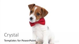  Presentation with russell - PPT theme having little-jack-russell-terrier-dog background and a white colored foreground