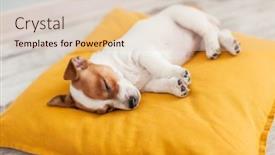  Presentation with russell - PPT theme featuring little-jack-russell-terrier-puppy background and a lemonade colored foreground