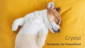  Presentation with russell - Theme consisting of little-jack-russell-terrier-puppy background and a  colored foreground