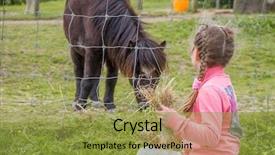  Presentation with horse child - Amazing slide deck having little kid feeding pony horse backdrop and a gold colored foreground