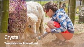  Presentation with horse child - Audience pleasing PPT theme consisting of little kid feeding pony horse backdrop and a coral colored foreground