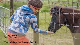  Presentation with horse child - Amazing slide deck having little kid feeding pony horse backdrop and a coral colored foreground