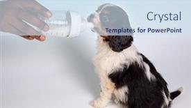 Presentation with king - PPT theme featuring little king charles spaniel puppy drinking milk from a bottle background and a sky blue colored foreground