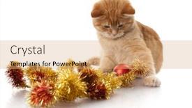  Presentation with kitten - 