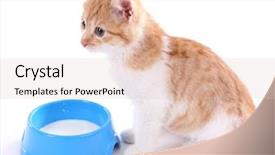  Presentation with soy milk drink and tofu - PPT theme featuring relationship between usa and mexico background and a light gray colored foreground