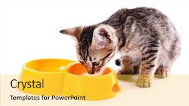  Presentation with white milk - Cool new theme with little kitten drinks milk isolated backdrop and a yellow colored foreground