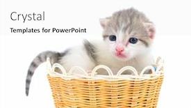  Presentation with straw - PPT theme consisting of little kitten in straw basket background and a white colored foreground