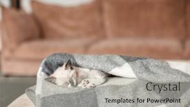  Presentation with snow cat - Presentation consisting of little-kitten-is-sleeping-peacefully background and a light gray colored foreground