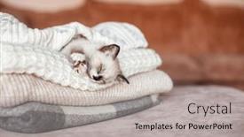  Presentation with snow cat - PPT layouts having little-kitten-is-sleeping-peacefully background and a light gray colored foreground