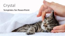  Presentation with hands down - Presentation design having little kitten isolated on white studio shot lying down in white towel sleeping in human hands background and a white colored foreground