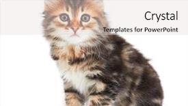  Presentation with kitten - Colorful presentation design enhanced with little-kitten-isolated-on-white backdrop and a lemonade colored foreground