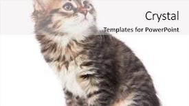  Presentation with kitten - PPT layouts enhanced with little-kitten-isolated-on-white background and a light gray colored foreground