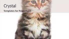  Presentation with kitten - PPT theme with little-kitten-isolated-on-white background and a mint green colored foreground