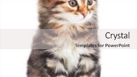  Presentation with kitten - PPT theme with little-kitten-isolated-on-white background and a light gray colored foreground