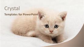  Presentation with british - Slide deck enhanced with little-kitten-of-the-british background and a sky blue colored foreground