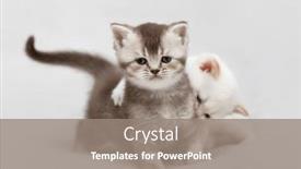  Presentation with british - Slides with little-kitten-of-the-british background and a gray colored foreground