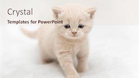  Presentation with british - Slide set consisting of little-kitten-of-the-british background and a lemonade colored foreground