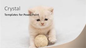  Presentation with british - Slides enhanced with little-kitten-of-the-british background and a white colored foreground