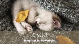  Presentation with sleeping - PPT theme consisting of little-kitten-sleeping-in-cozy background and a coral colored foreground