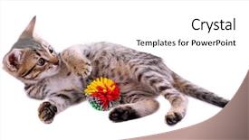  Presentation with kitten - Colorful theme enhanced with little kitten with ball isolated on white backdrop and a white colored foreground