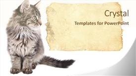  Presentation with white sheet - Beautiful presentation theme featuring little kitten with empty paper sheet isolated on white backdrop and a cream colored foreground