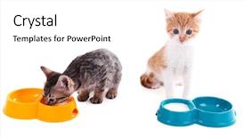  Presentation with milk for calf - Amazing PPT theme having little kittens drinking milk isolated backdrop and a white colored foreground