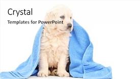  Presentation with dog - Presentation design having little labrador retriever dog covered background and a  colored foreground