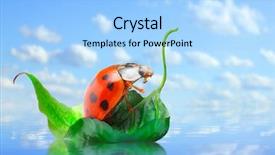  Presentation with ladybug - PPT layouts with little ladybug floating on the leaf funny traveling concept background and a light blue colored foreground