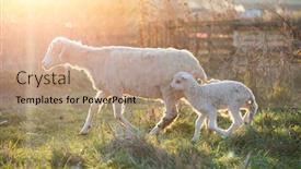  Presentation with grazing - Presentation theme with little-lamb-and-sheep-grazing background and a coral colored foreground