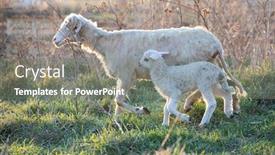  Presentation with grazing - Colorful PPT layouts enhanced with little-lamb-and-sheep-grazing backdrop and a gray colored foreground